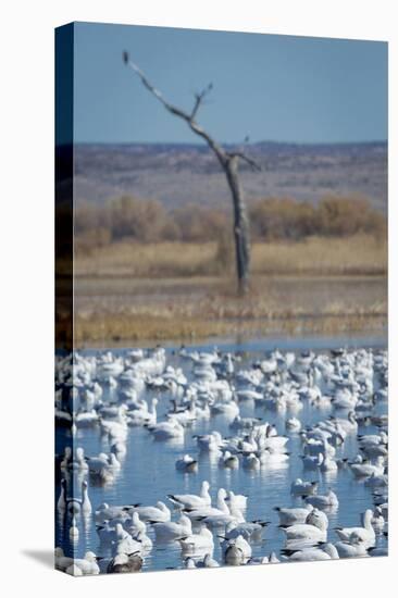 Ross's and Snow Geese in Staging Pond with Predator in the Snag, Bosque Del Apache Nwr, New Mexico-Maresa Pryor-Premier Image Canvas