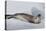 Ross Sea, Antarctica. Rare Ross Seal-Janet Muir-Premier Image Canvas