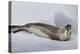 Ross Sea, Antarctica. Rare Ross Seal-Janet Muir-Premier Image Canvas