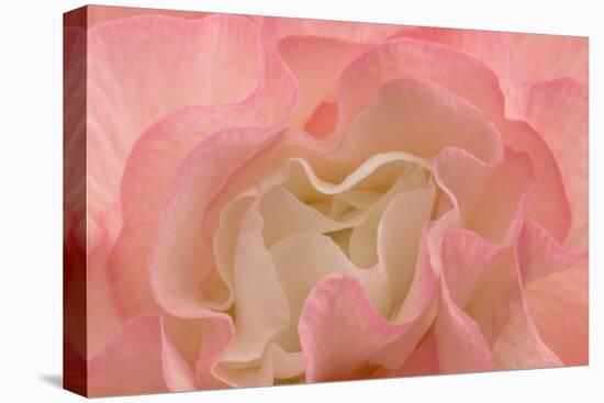 Rosy Begonia I-Rita Crane-Premier Image Canvas