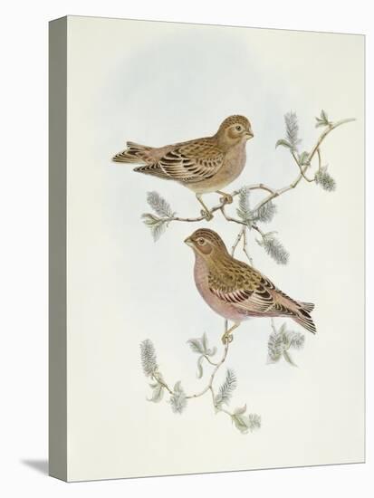 Rosy Finch (Erythrospiza Incarnata)-John Gould-Premier Image Canvas
