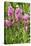 Rosy Paintbrush (Castilleja Rhexifolia)-Bob Gibbons-Premier Image Canvas