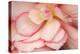 Rosy Red Ruffles II-Rita Crane-Premier Image Canvas