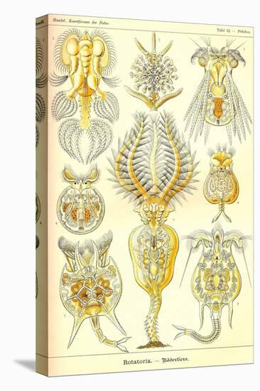 Rotatoria, Rotifera Worms-Ernst Haeckel-Stretched Canvas