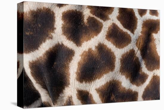 Rothschild's giraffe close up of young calf skin pattern-Edwin Giesbers-Premier Image Canvas