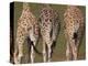 Rothschild's Giraffes (Giraffa Camelopardalis Rothschildi,) Skin, Captive, Native to East Africa-Steve & Ann Toon-Premier Image Canvas