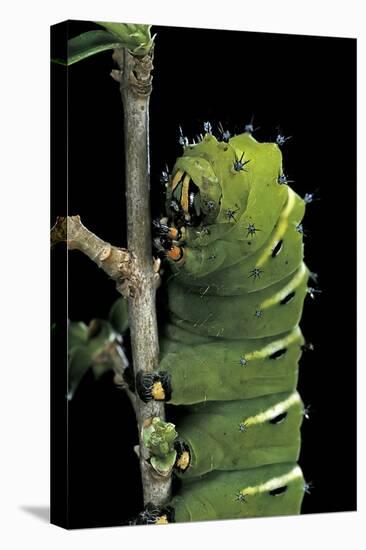 Rothschildia Jacobaeae (Silkmoth, Saturniid Moth) - Caterpillar-Paul Starosta-Premier Image Canvas