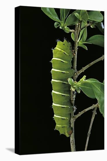 Rothschildia Jacobaeae (Silkmoth, Saturniid Moth) - Caterpillar-Paul Starosta-Premier Image Canvas