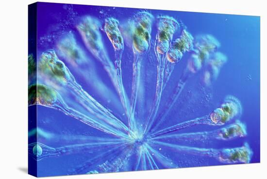 Rotifer Colony-Sinclair Stammers-Premier Image Canvas