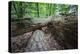 Rotted Trees in Deciduous Forest, Triebtal, Vogtland, Saxony, Germany-Falk Hermann-Premier Image Canvas
