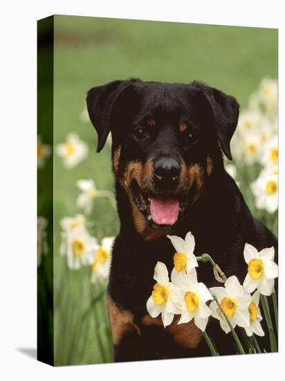 Rottweiler Dog Amongst Daffodils, USA-Lynn M. Stone-Premier Image Canvas