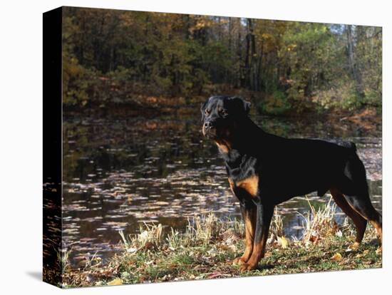 Rottweiler Dog, Illinois, USA-Lynn M. Stone-Premier Image Canvas