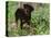 Rottweiler Dog in Woodland, USA-Lynn M. Stone-Premier Image Canvas