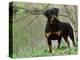 Rottweiler Dog in Woodland, USA-Lynn M. Stone-Premier Image Canvas