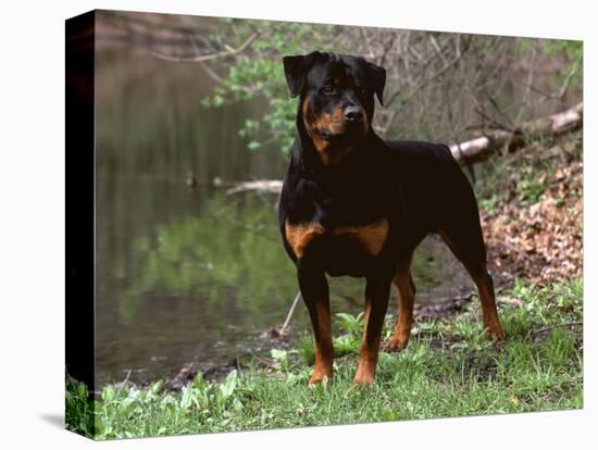 Rottweiler Dog in Woodland, USA-Lynn M. Stone-Premier Image Canvas