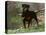 Rottweiler Dog in Woodland, USA-Lynn M. Stone-Premier Image Canvas