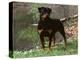 Rottweiler Dog in Woodland, USA-Lynn M. Stone-Premier Image Canvas