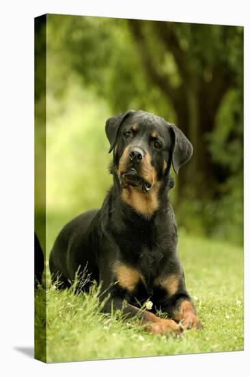 Rottweiler Dog Lying on Grass-null-Premier Image Canvas