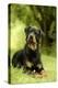 Rottweiler Dog Lying on Grass-null-Premier Image Canvas