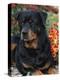 Rottweiler Dog Portrait, Illinois, USA-Lynn M. Stone-Premier Image Canvas