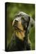 Rottweiler Dog with Head Tilted-null-Premier Image Canvas