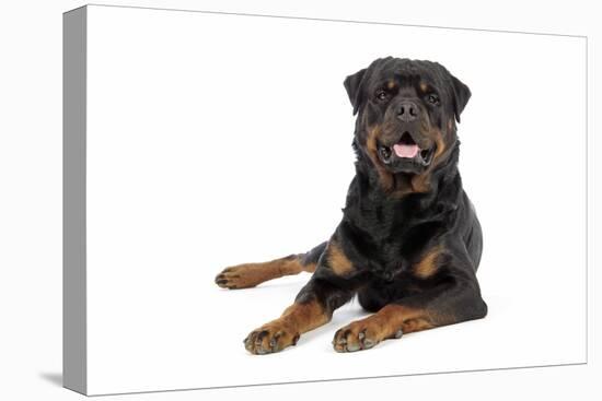 Rottweiler Lying Down-null-Premier Image Canvas