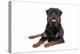 Rottweiler Lying Down-null-Premier Image Canvas