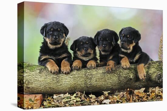 Rottweiler Puppies in a Row Looking over Log-null-Premier Image Canvas