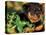 Rottweiler Puppy in Grass-Adriano Bacchella-Premier Image Canvas