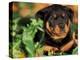 Rottweiler Puppy in Leaves-Adriano Bacchella-Premier Image Canvas
