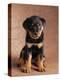 Rottweiler Puppy-Jim Craigmyle-Premier Image Canvas