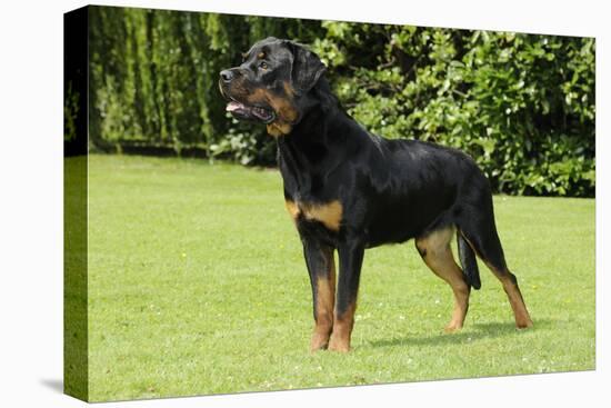 Rottweiler Standing on Grass-null-Premier Image Canvas