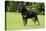 Rottweiler Standing on Grass-null-Premier Image Canvas