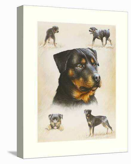 Rottweiler-Libero Patrignani-Stretched Canvas