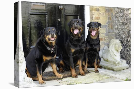 Rottweilers Sitting by Door-null-Premier Image Canvas