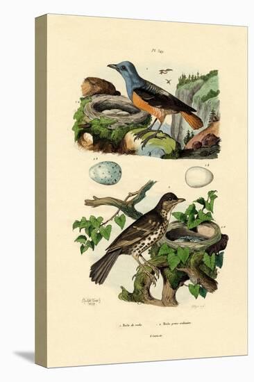 Roufus-Tailed Rock-Thrush, 1833-39-null-Premier Image Canvas