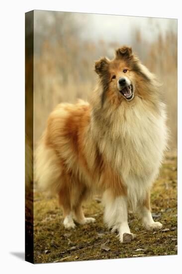 Rough Collie Dog-null-Premier Image Canvas