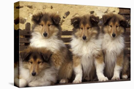 Rough Collie Dogs Four Puppies-null-Premier Image Canvas