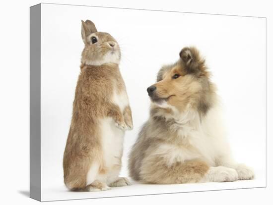 Rough Collie Puppy, 14 Weeks, with Sandy Netherland Dwarf-Cross Rabbit-Mark Taylor-Premier Image Canvas