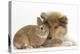 Rough Collie Puppy, 14 Weeks, with Sandy Netherland Dwarf-Cross Rabbit-Mark Taylor-Premier Image Canvas