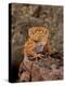 Rough Knob-Tail Gecko, Nephrurus Amyae, Native to Western Australia-David Northcott-Premier Image Canvas