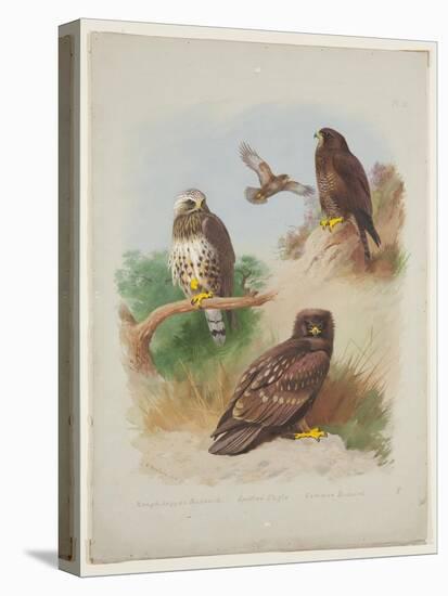 Rough Legged Buzzard, Spotted Eagle and Common Buzzard, C.1915 (W/C & Bodycolour with Gum Arabic Ov-Archibald Thorburn-Premier Image Canvas