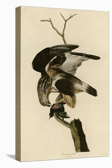 Rough Legged Falcon-null-Premier Image Canvas