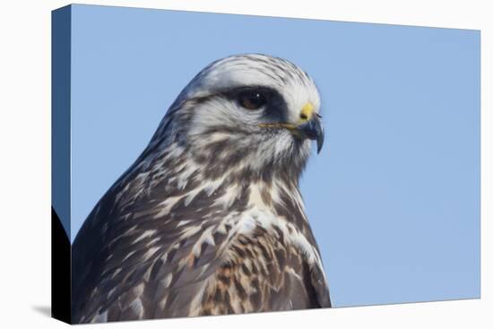 Rough-legged Hawk Close-up-Ken Archer-Premier Image Canvas