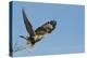 Rough-Legged Hawk-Ken Archer-Premier Image Canvas