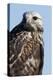 Rough-Legged Hawk-Ken Archer-Premier Image Canvas