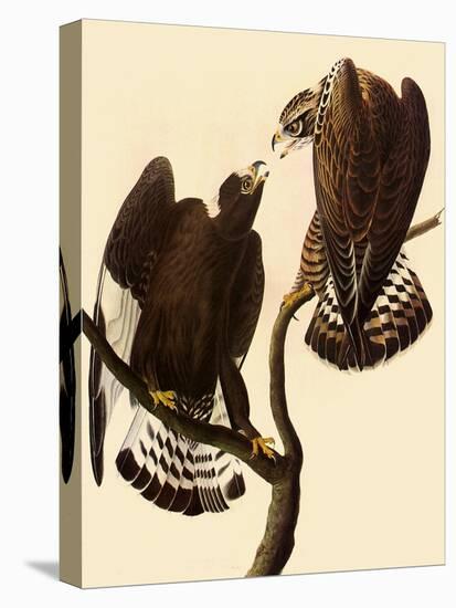 Rough-Legged Hawks-John James Audubon-Premier Image Canvas