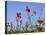 Rough Poppy (Papaver Hybridum)-Bob Gibbons-Premier Image Canvas