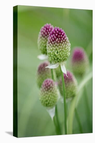 Round-Headed Leek Much Loved by Bees-null-Premier Image Canvas