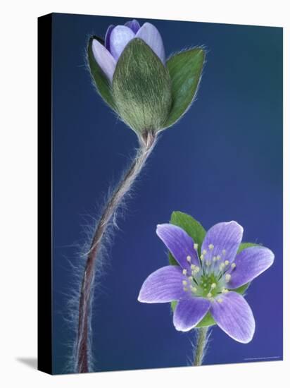 Round-Lobed Hepatica Bud and Fleur, Lapeer, Michigan, USA-Claudia Adams-Premier Image Canvas